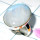 Rainbow Moonstone A - PSR951-Blue fire Rainbow moonstone Rings Plain setting
