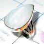Rainbow Moonstone D - PSR951-Blue fire Rainbow moonstone Rings Plain setting