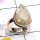 Golden Rutile F - GRT990-Cut Golden Rutile 925 Exclusive Silver Plain Ring