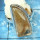 GOLDEN RUTAIL F - PSR822- NATURAL GOLDEN RUTAIL FANCY PLAIN SETTING RINGS MADE IN 