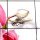 Rainbow Moonstone F - RSS913-Beautiful 925 Sterling Silver Preety Look Rings Wholesale