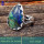 Malachite in Azurite  O - RSS870-Indian Wholesale Company Designer Elegant Rings 925 Sterl