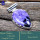 Charoite D - SSP875-Marvellous Wholesale Handmade Designer Pendants 925 Sterl
