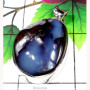 Bolder Opal H - ISP958-Bolder Opal Natural Gemstone Silver Pendant