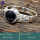 Black Onyx Cut D - RBS871-Charming Cut Gemstones Handmade Colourful Baby Rings 925
