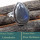 Labradorite Cab C - RSS843-925 Silver Cab Gemstones Colourful Wholesale Ring