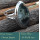 Ocean Jasper Cab F - RSS841-Rare Colourful Cab Gemstones 925 Sterling Silver Ring