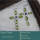 Peridot & Iolite Cut B - BZE742-Superb Holy Cross Earrings Cut Gemstone 925 Silver Wholes