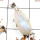 Rainbow Moonstone Cut C - SPS905-Stunning 925 Silver Prong Setting Pendant Cut Rainbow Moo