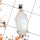 Rainbow Moonstone Cut H - SPS905-Stunning 925 Silver Prong Setting Pendant Cut Rainbow Moo