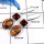 Sandstone & Tiger Eye Cab K - SDE650-Solid 925 Sterling Silver Sandstone & Tiger Eye Gemstone Party Wear Earrings
