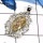 Bottswana Agate C - SD488-Glorious Gemstones Indian Wholesale Designer Pendants 925 Sterling Silver